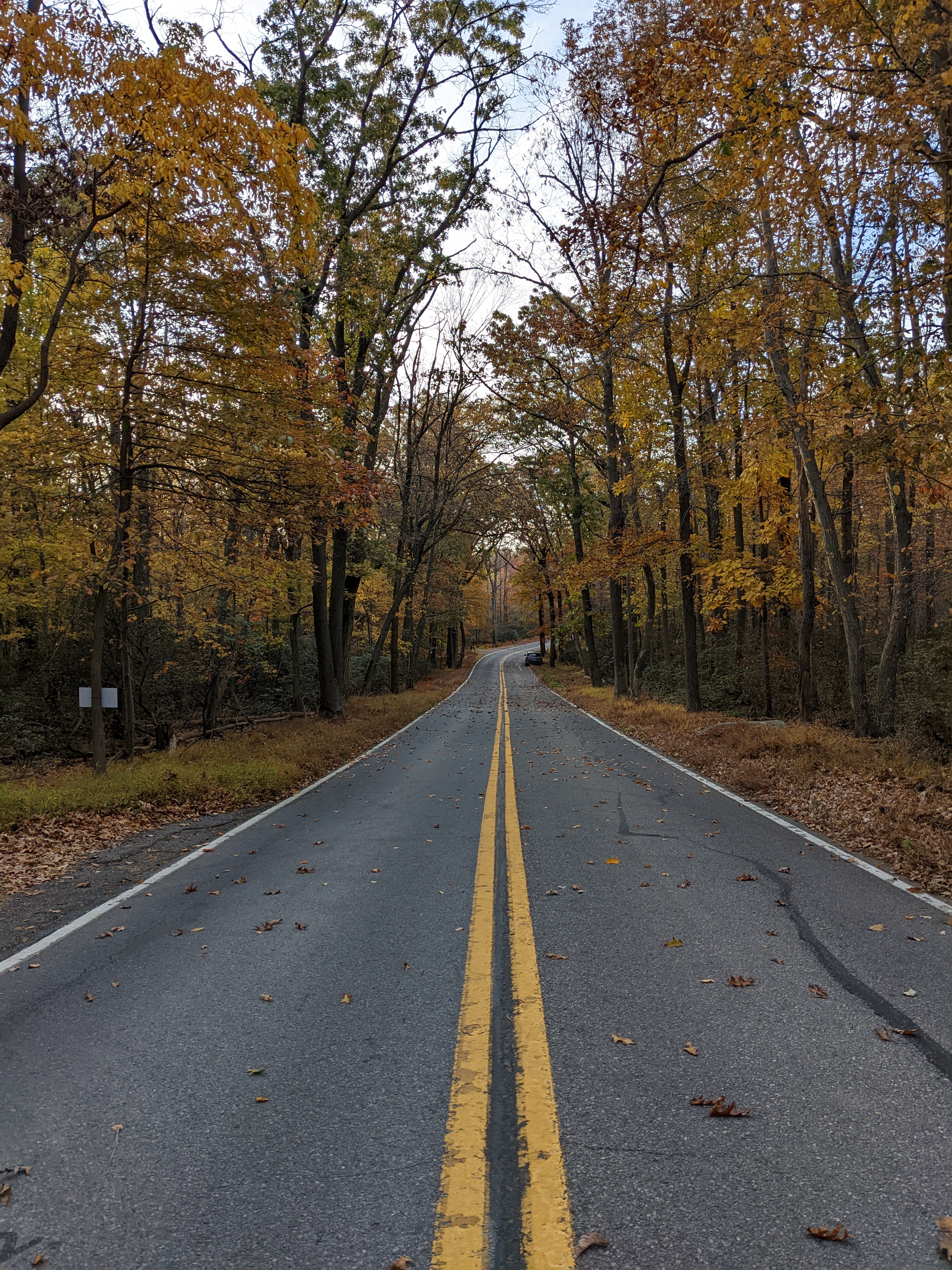 Road in the fall